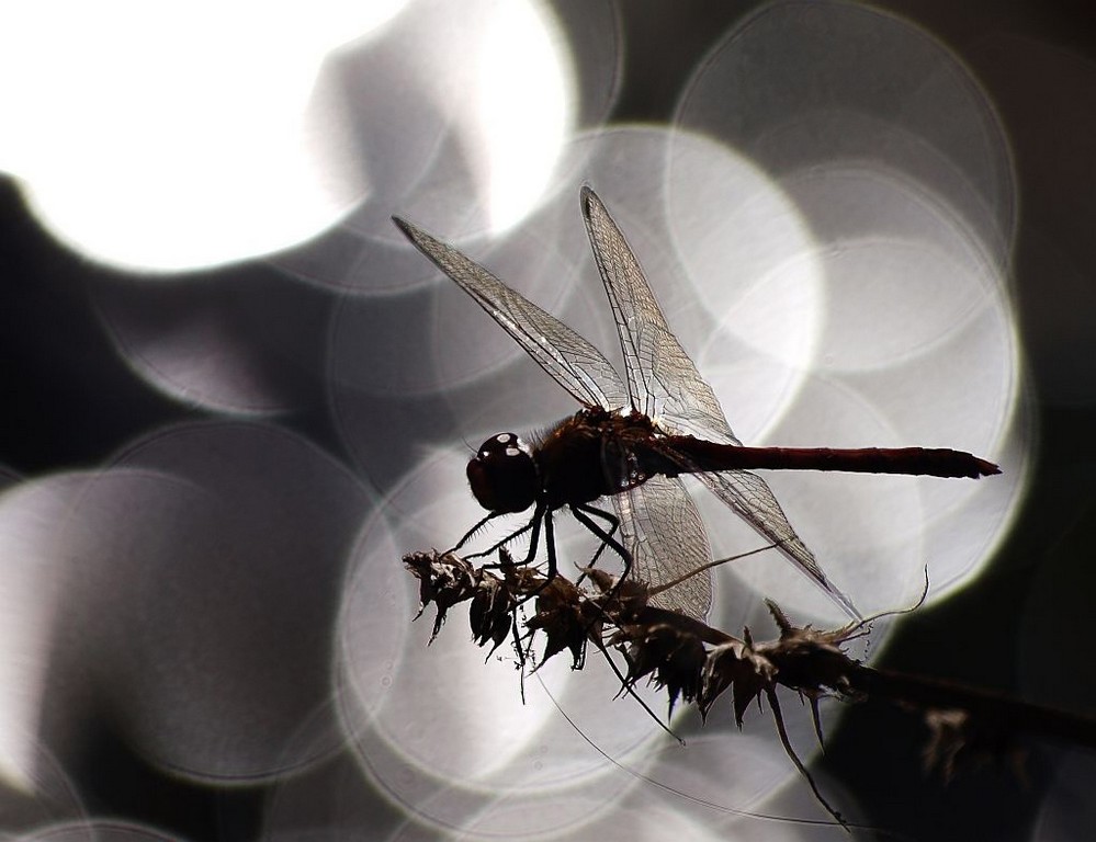 dragonflies24.jpg