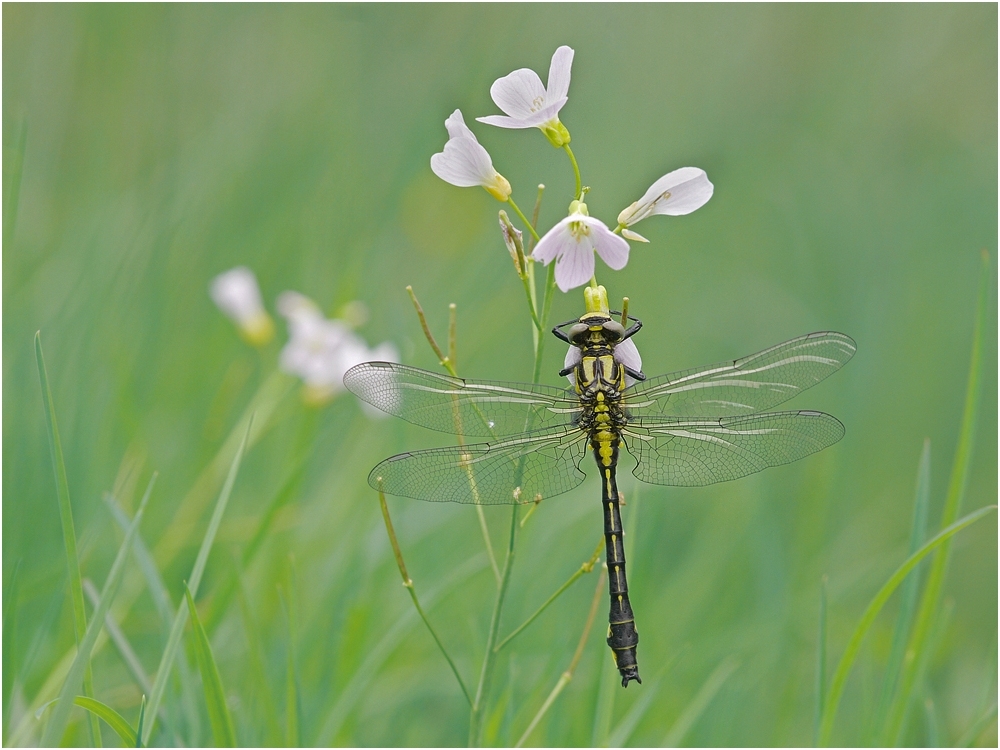 dragonflies25.jpg