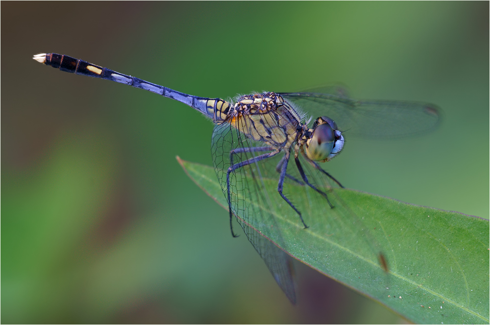 dragonflies26.jpg
