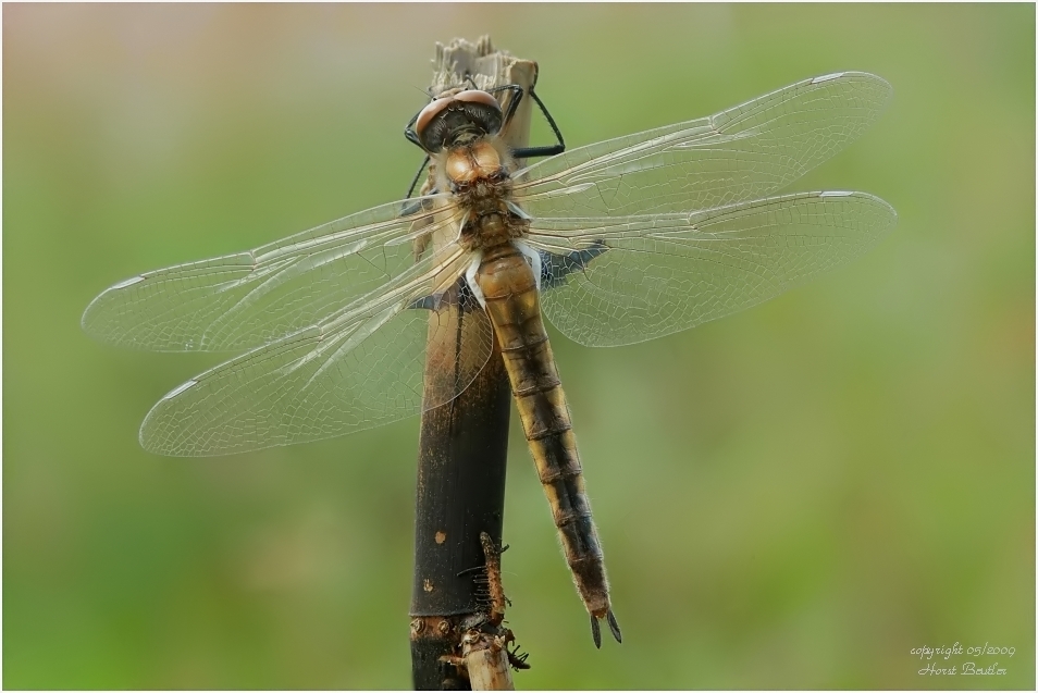 dragonflies28.jpg