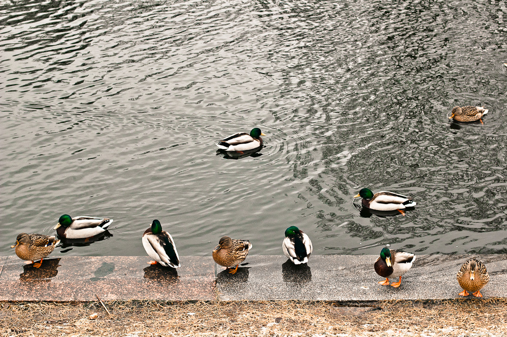 ducks-pattern-1.jpg
