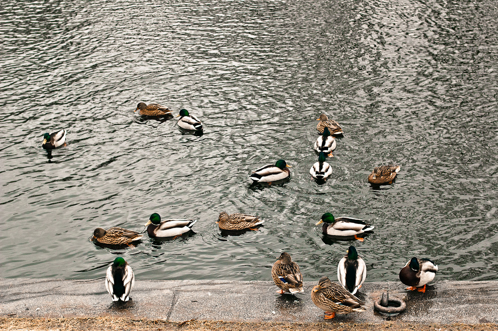 ducks-pattern-2.jpg