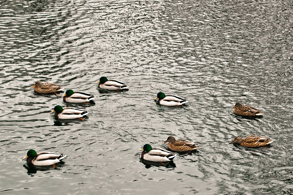 ducks-pattern-3.jpg