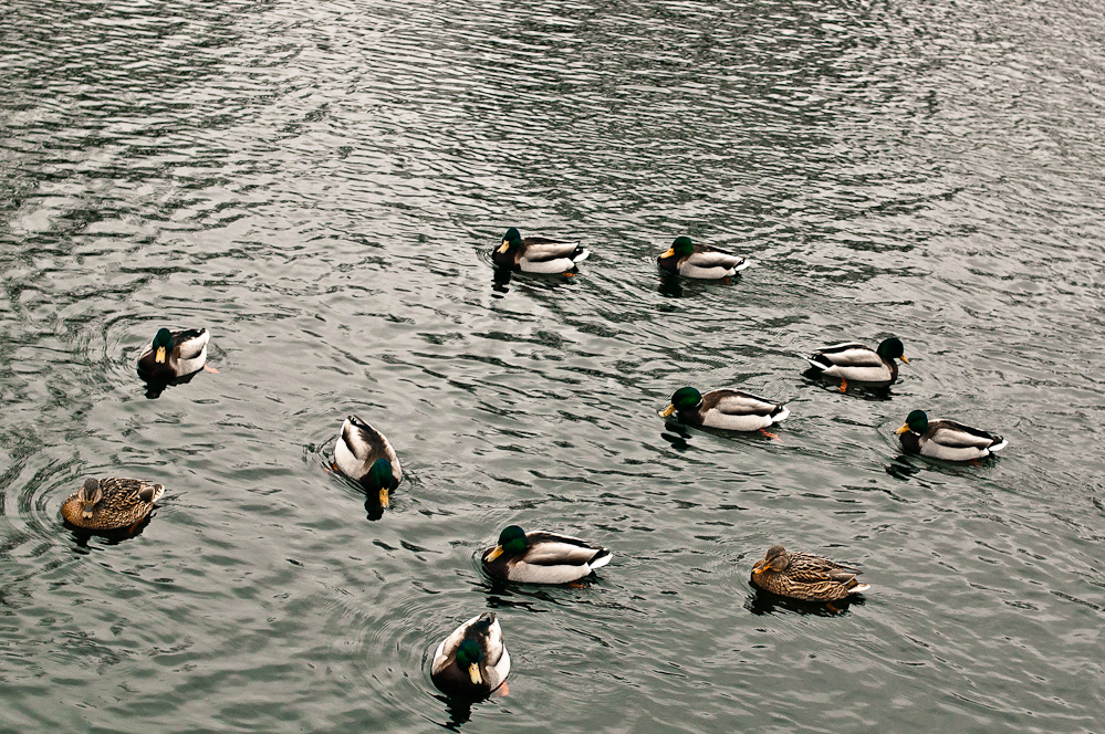 ducks-pattern-4.jpg