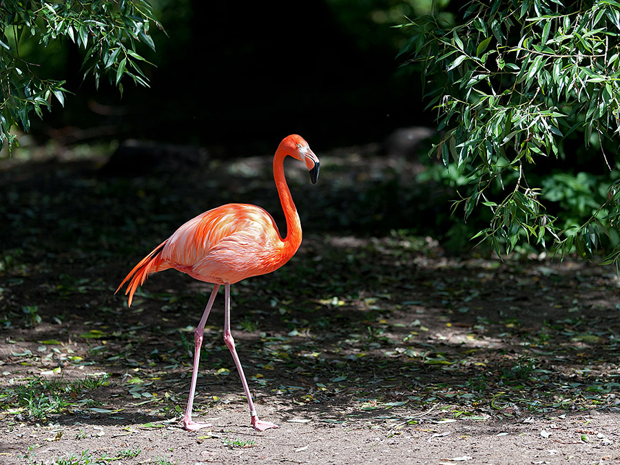 flamingo-04.jpg