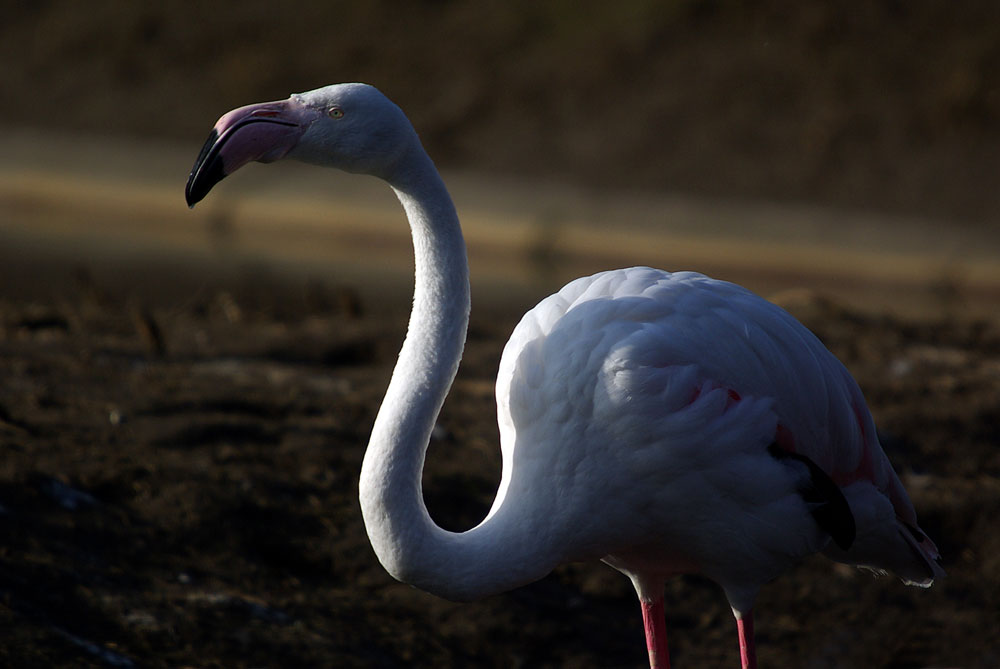 flamingo-05.jpg