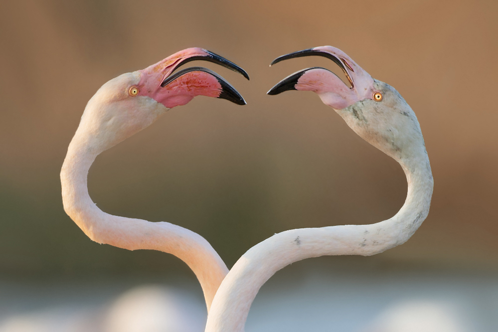 flamingo-06.jpg
