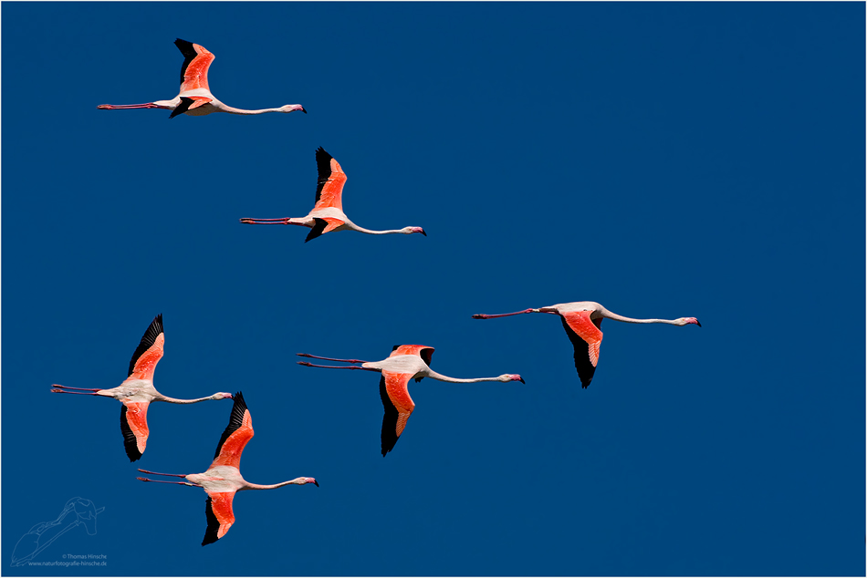 flamingo-07.jpg