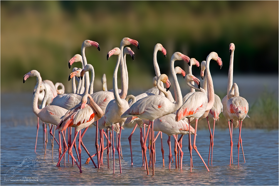 flamingo-08.jpg