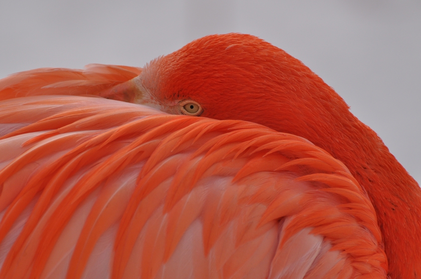 flamingo-11.jpg