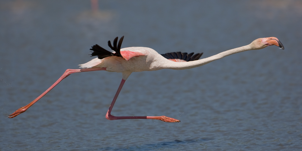 flamingo-14.jpg