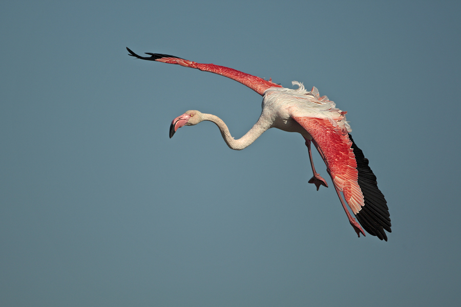 flamingo-15.jpg