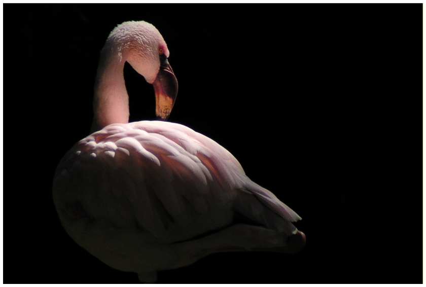 flamingo-16.jpg