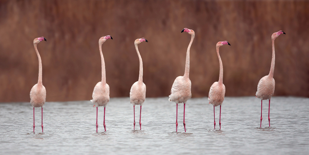 flamingo-19.jpg