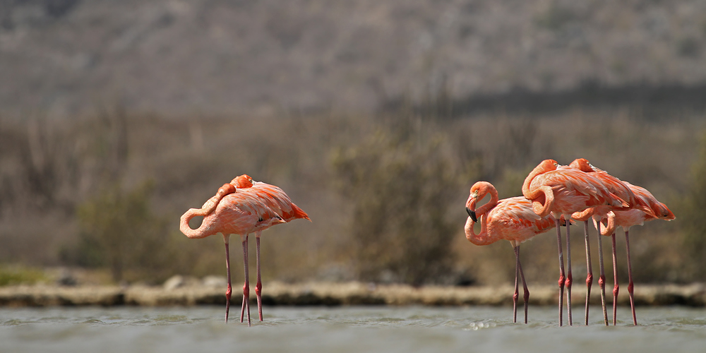 flamingo-23.jpg