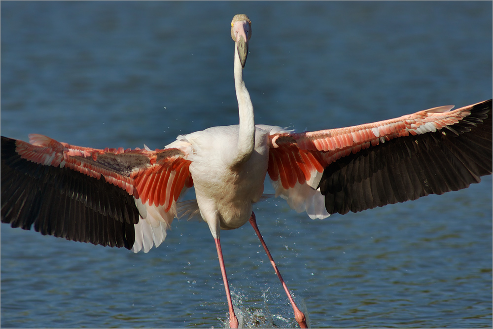 flamingo-25.jpg