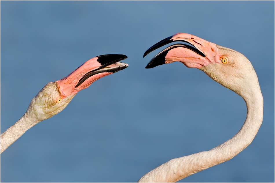 flamingo-26.jpg