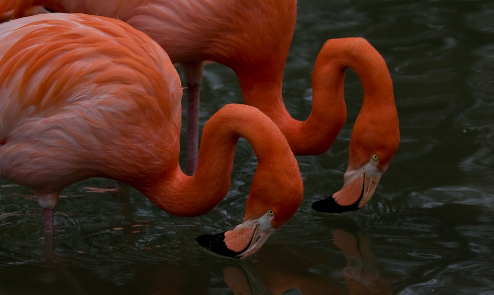 flamingo-28.jpg