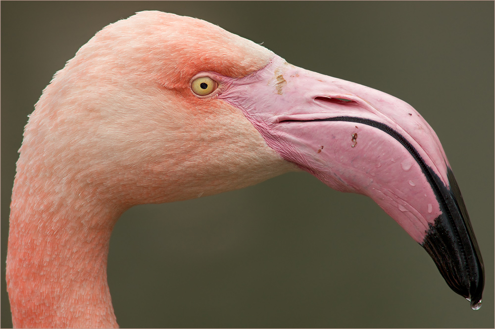 flamingo-29.jpg