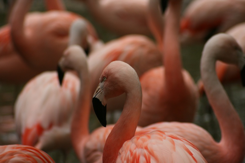flamingo-32.jpg
