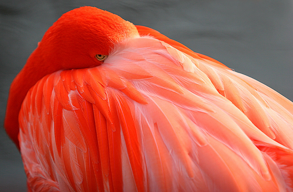 flamingo-33.jpg