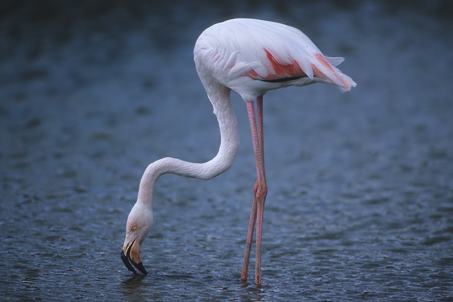 flamingo-34.jpg