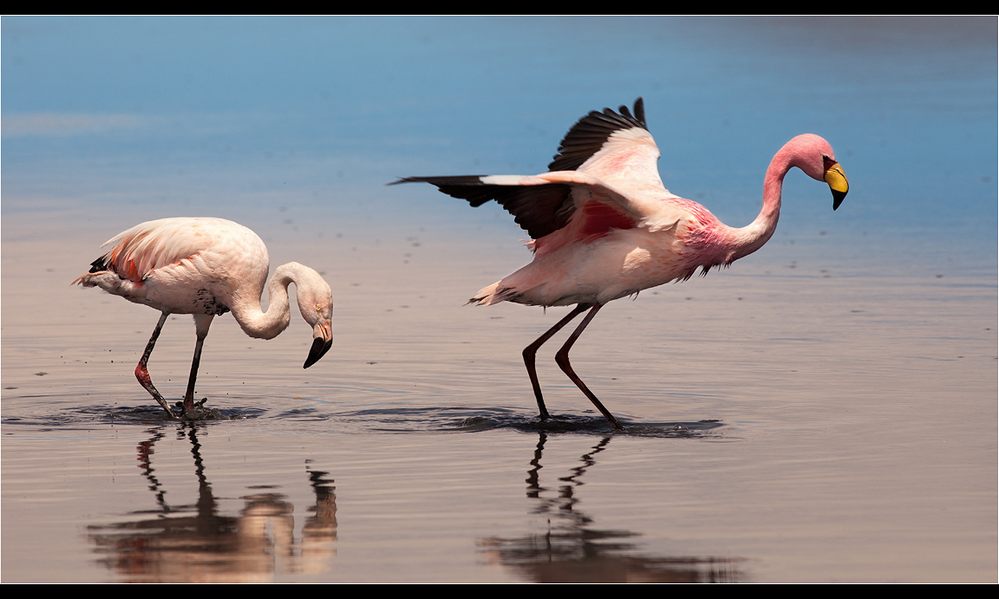 flamingo-35.jpg