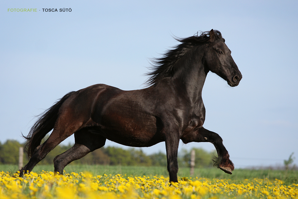 horses-09.jpg