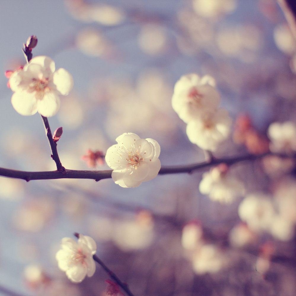 spring-flowers-02.jpg