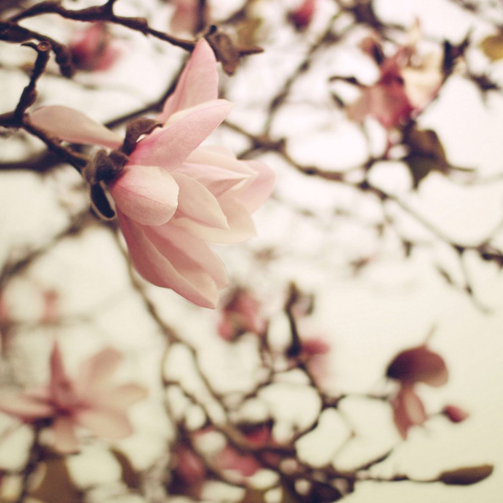 spring-flowers-03.jpg
