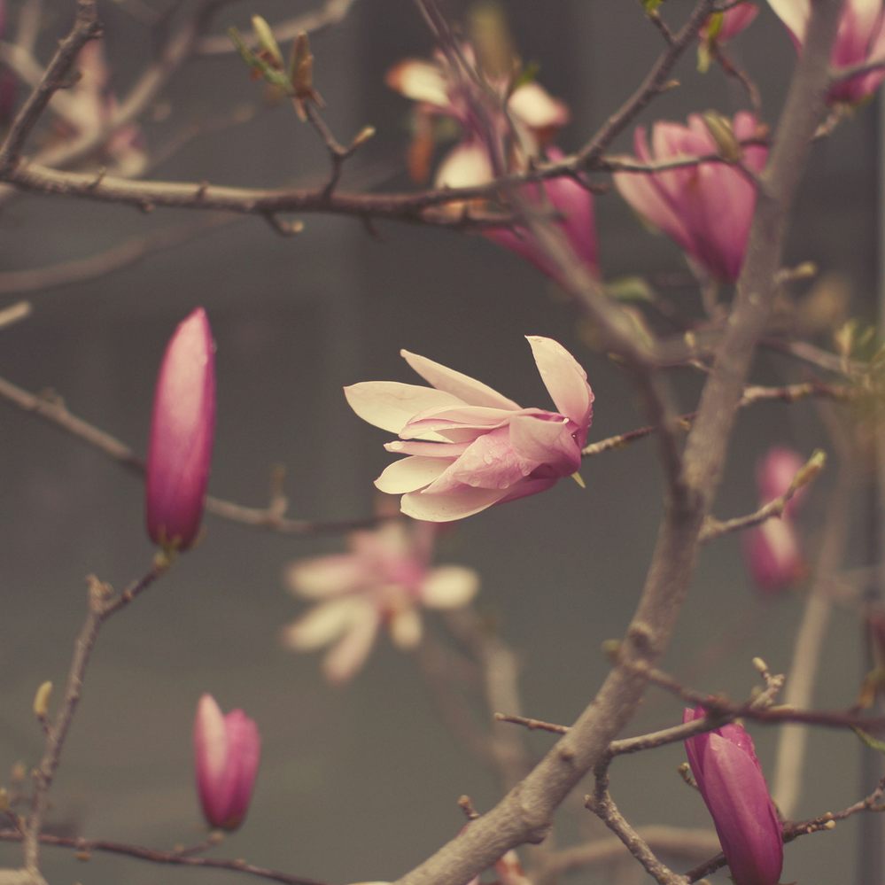 spring-flowers-10.jpg