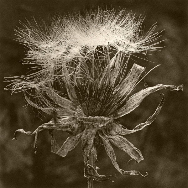DeCosse-weeds-10.jpg