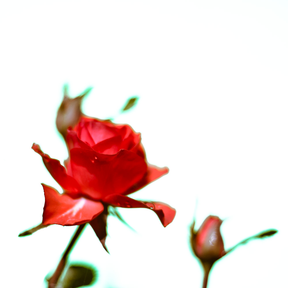 rosespirit-1.jpg