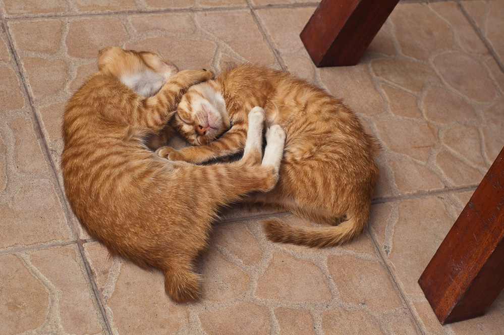 sleeping-cats-3.jpg