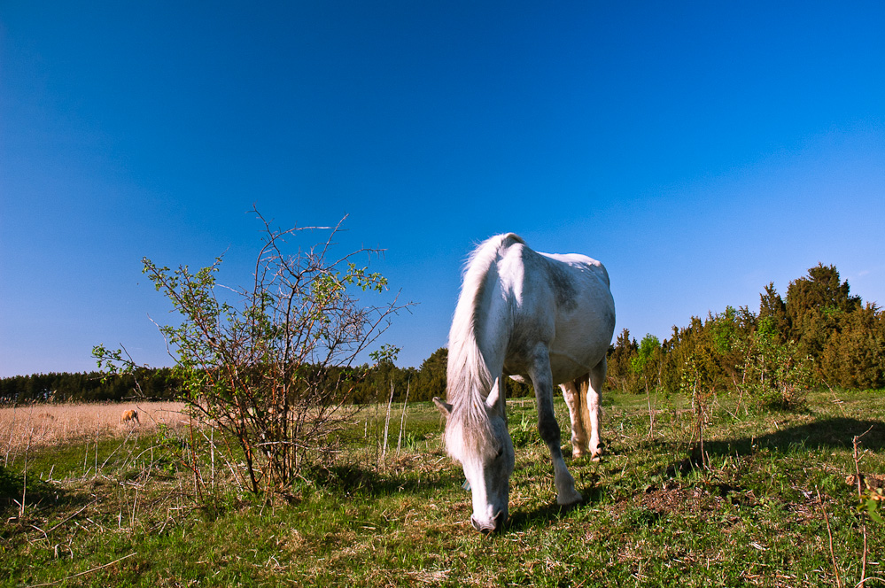 hiiumaa-horse-1.jpg