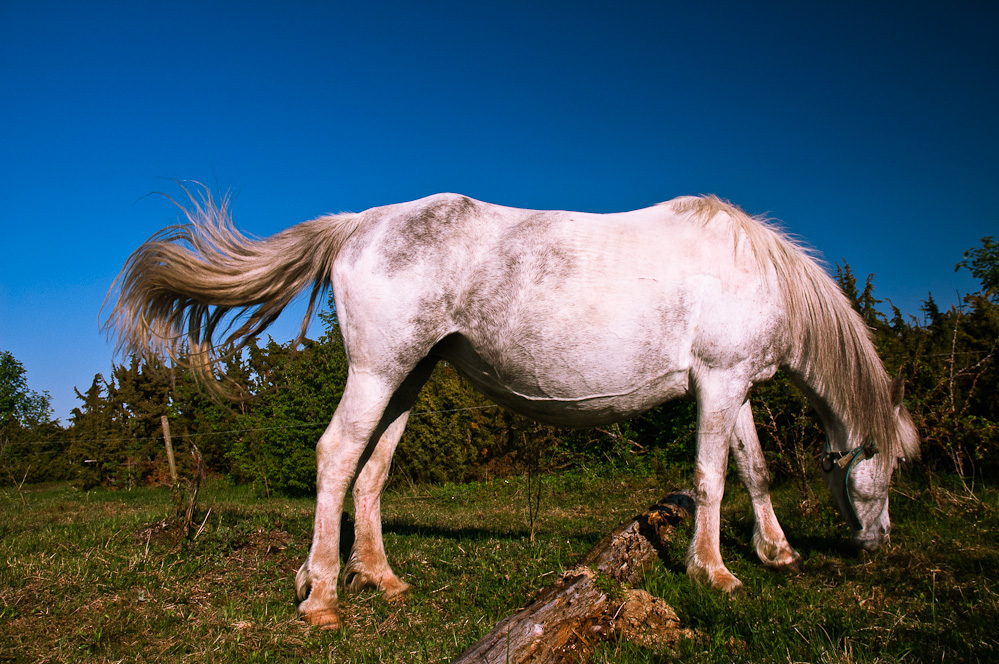 hiiumaa-horse-2.jpg