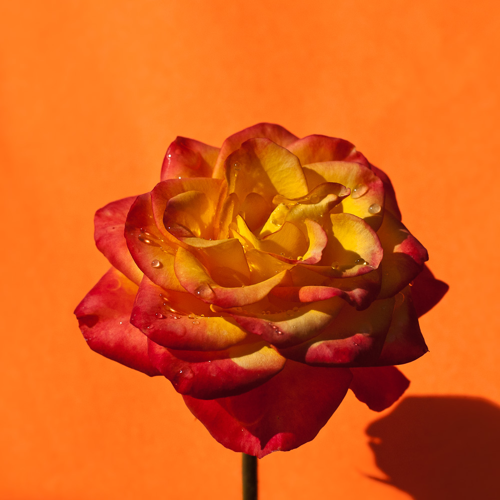 rose-diversity-10.jpg