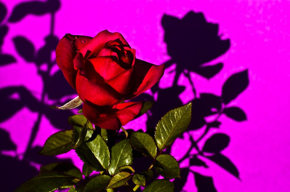 фотографии розы цветы