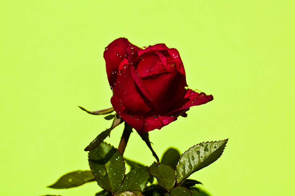 фотографии красных роз