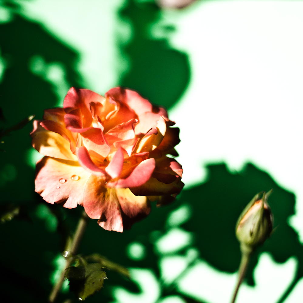 фотографии цветов розы