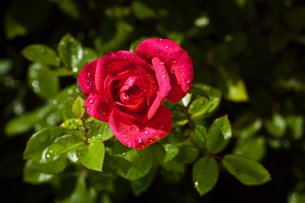 фотографии красивых роз