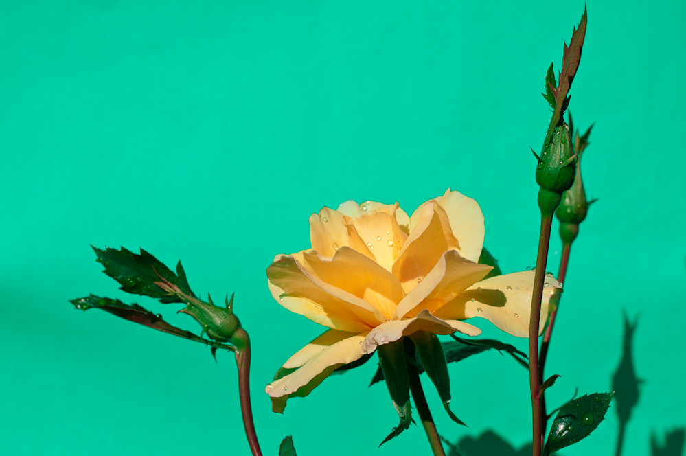 фотографии желтых роз