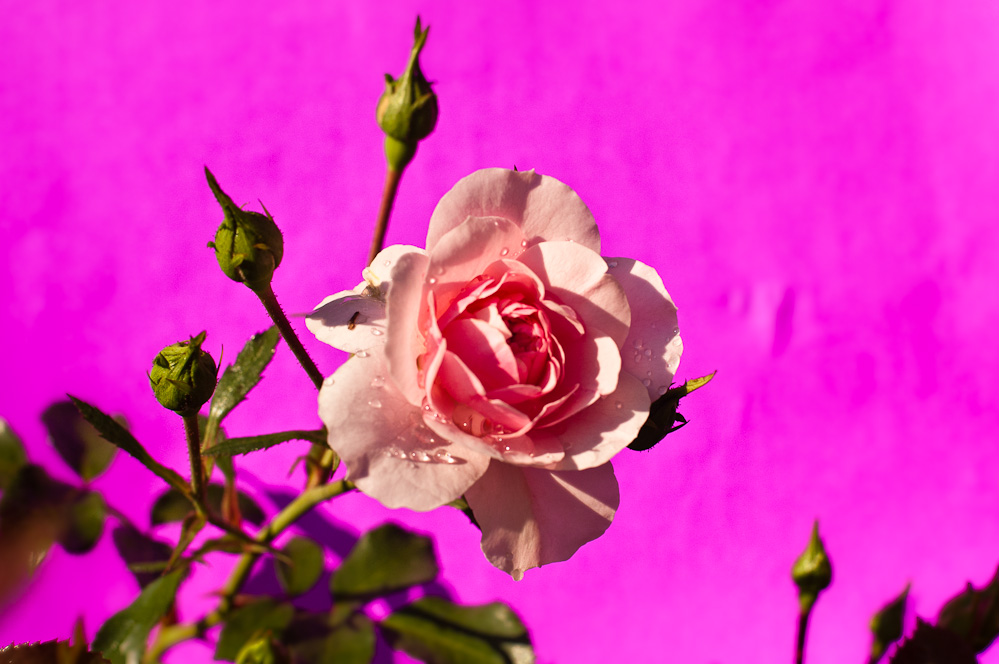 фотографии розовых роз