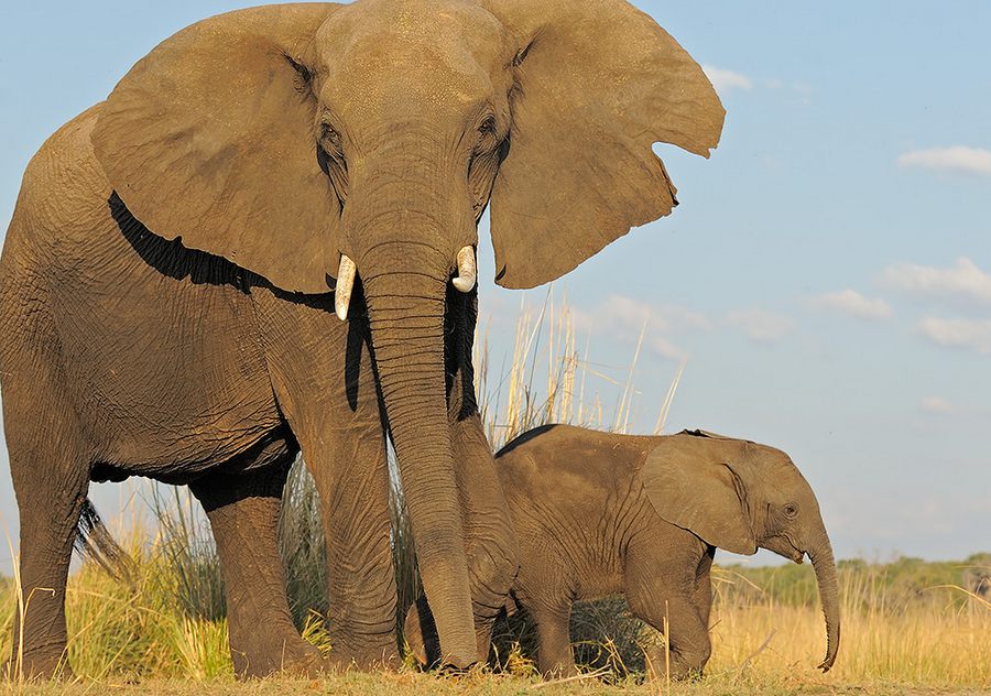 слоны африки