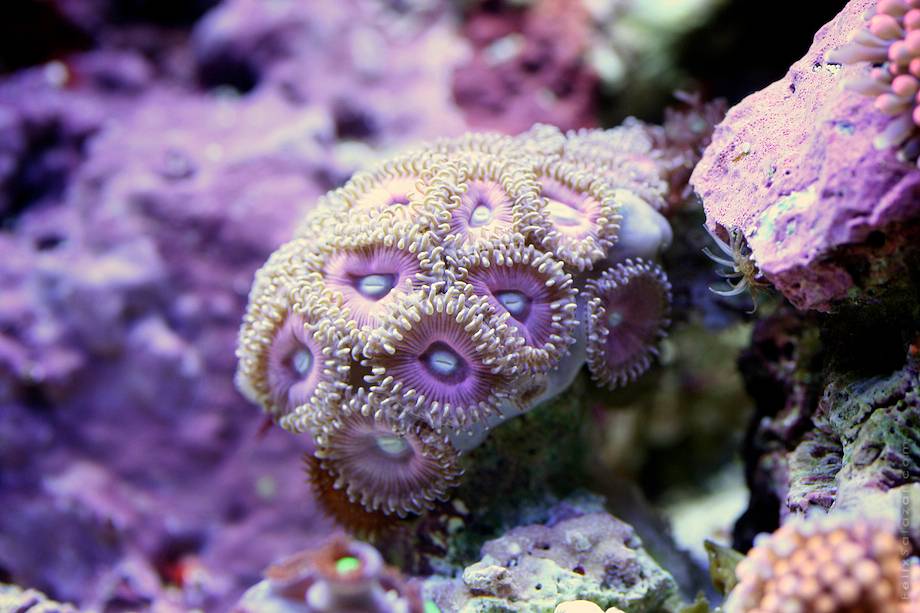 коралловый риф макро