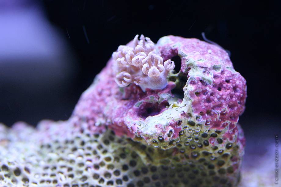 коралловый риф макро