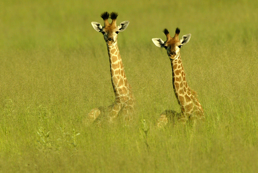 фотографии жирафов