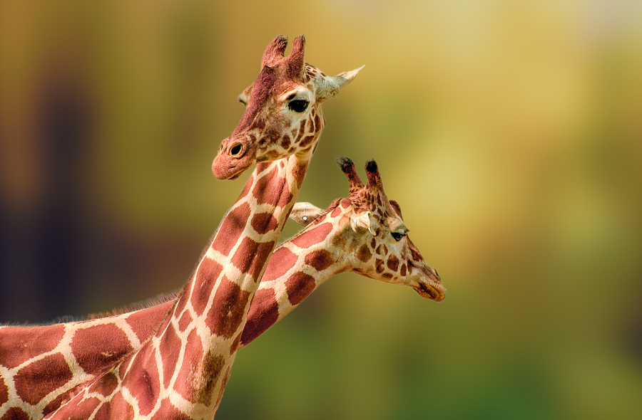 два жирафа фото