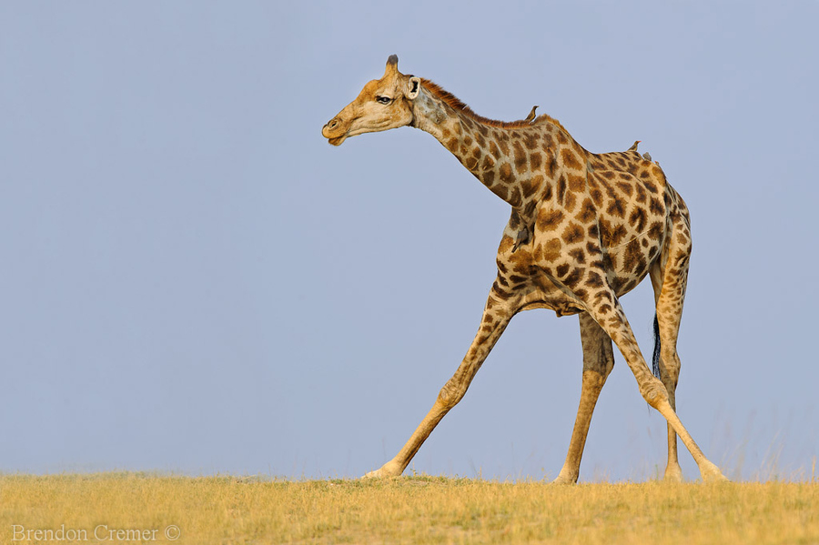 фото жирафы