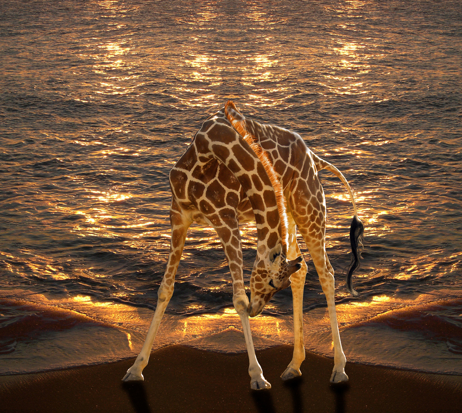 жираф